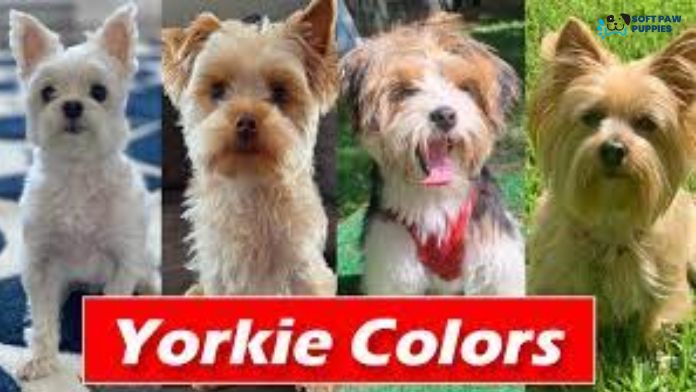 Yorkie Colour