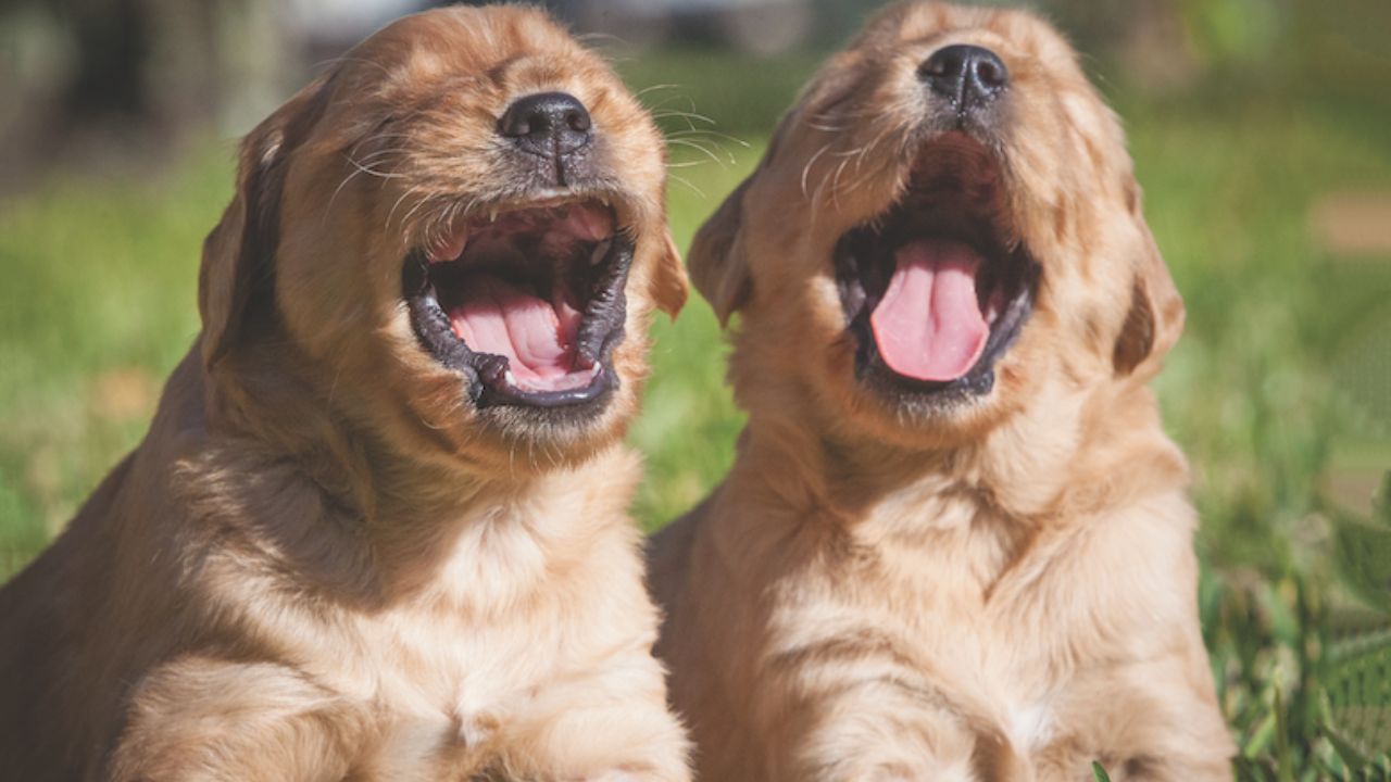 Why Do Puppies Whine In Their Sleep 7 Reasons