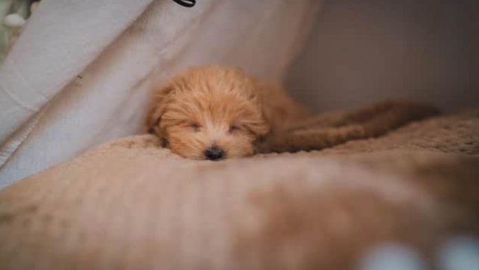 sleep-training-for-puppies