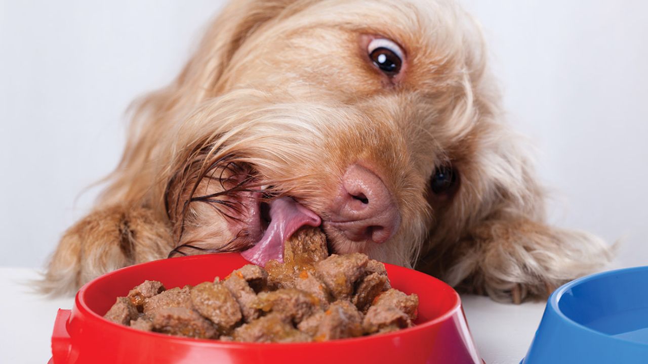 When Can Puppies Eat Completely Dry Food?