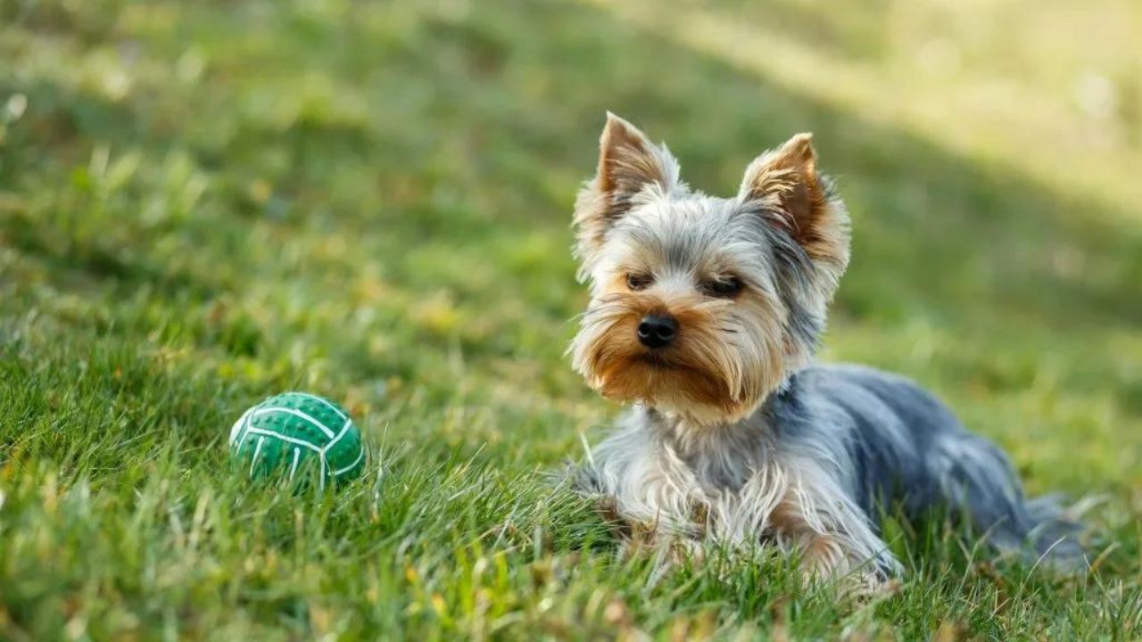 How Much Exercise Does A Teacup Yorkie Need