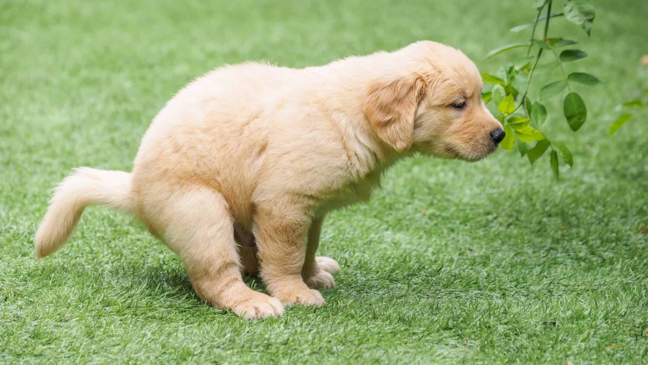 How Often Do Puppies Poop and Pee?