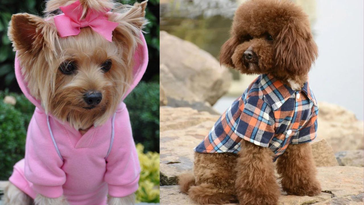 Teacup Yorkie Clothes For Male