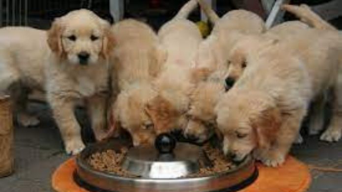 Puppies Eat Dry Food