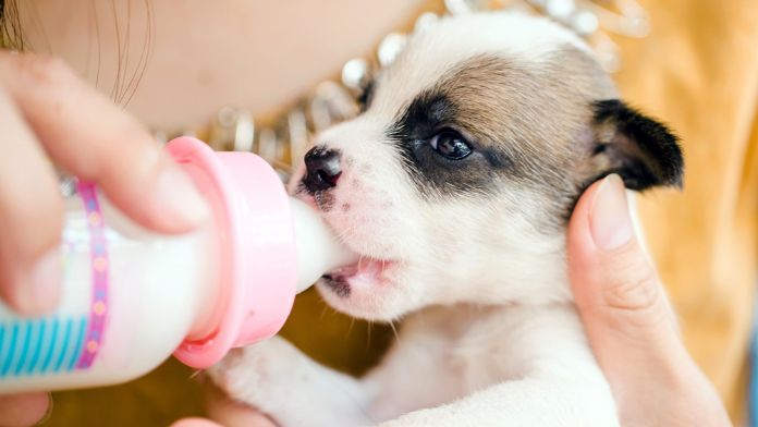 Newborn Puppy Drink