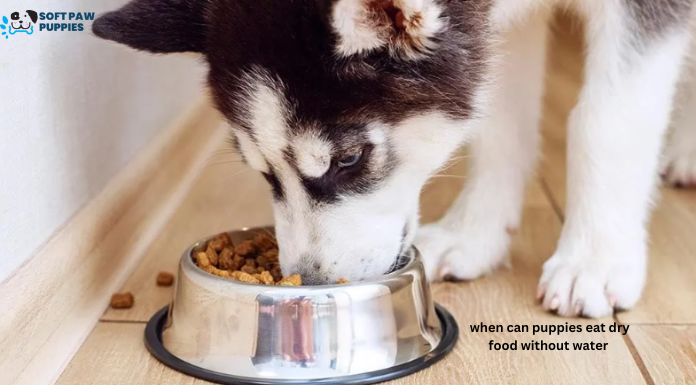 when can puppies eat dry food without water