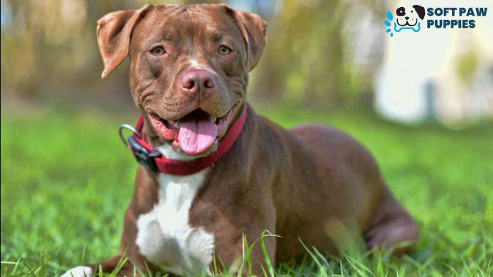 What Is The Best Puppy Food For Pitbulls