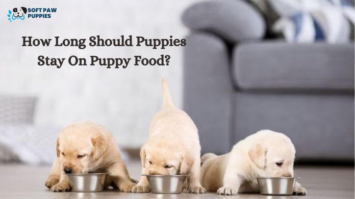 How Long Should Puppies Stay On Puppy Food