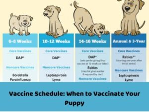 Vaccine Schedule When to Vaccinate Your Puppy