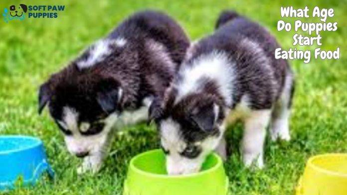 What Age Do Puppies Start Eating Food