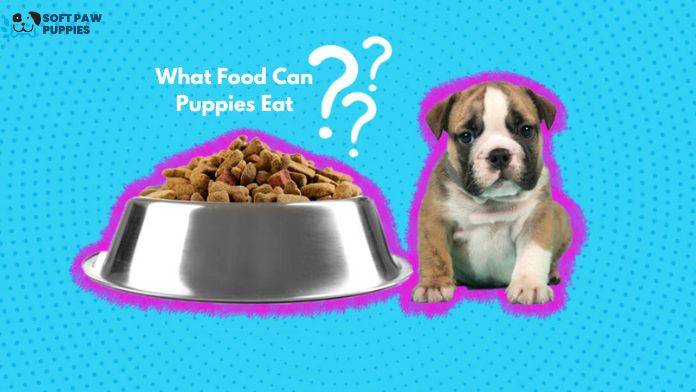 what food can puppies eat