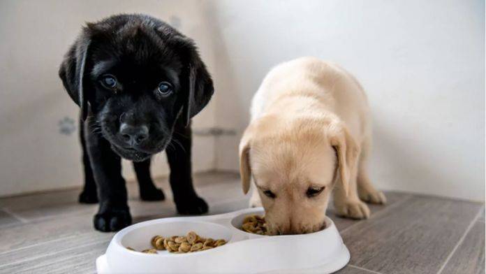 What Is a Good Food for Puppies