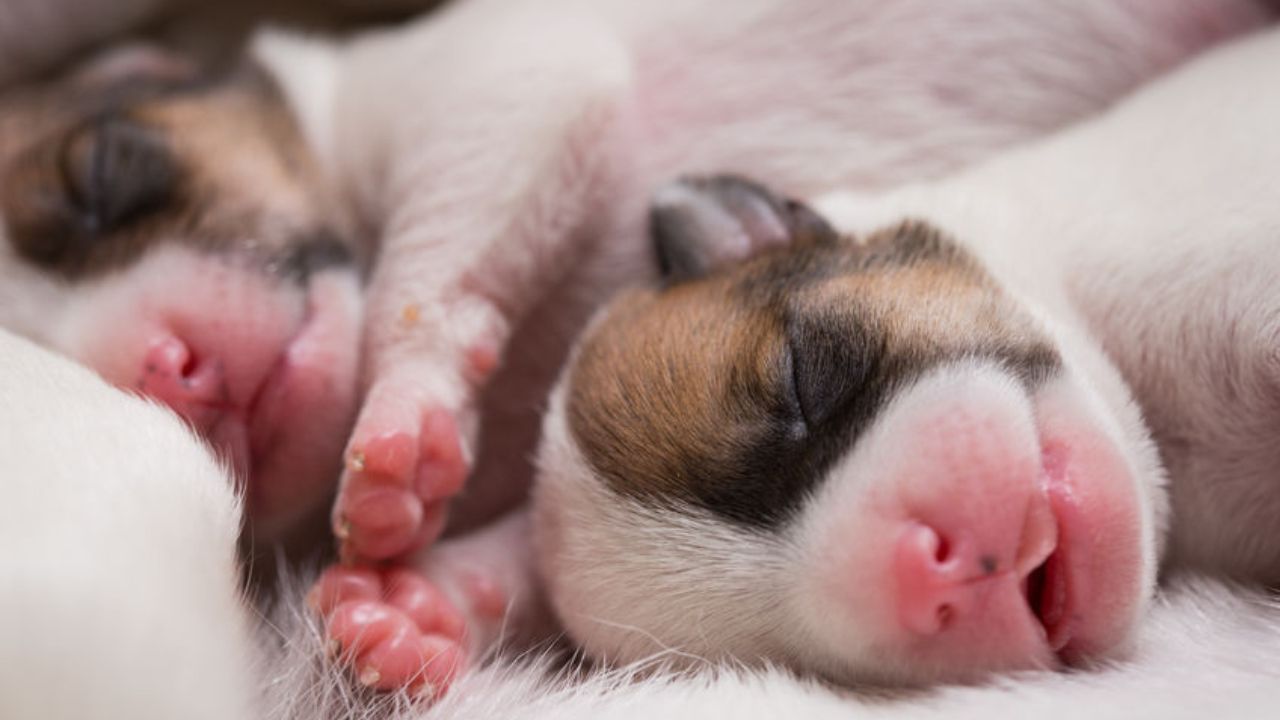When Do Newborn Puppies Open their Eyes