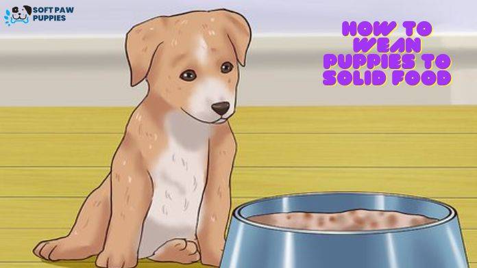 How to Wean Puppies to Solid Food