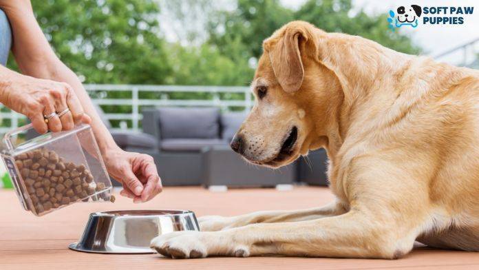 what foods are safe for dogs to eat