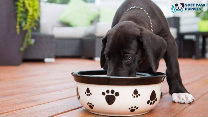 When Can Puppies Eat Wet Food