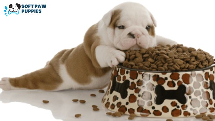 When Should Puppies Start Eating Dog Food ?
