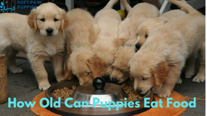 How Old Can Puppies Eat Food