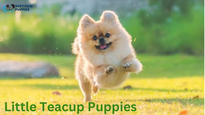 Little Teacup Puppies: Adorable Irresistible and Highly Coveted