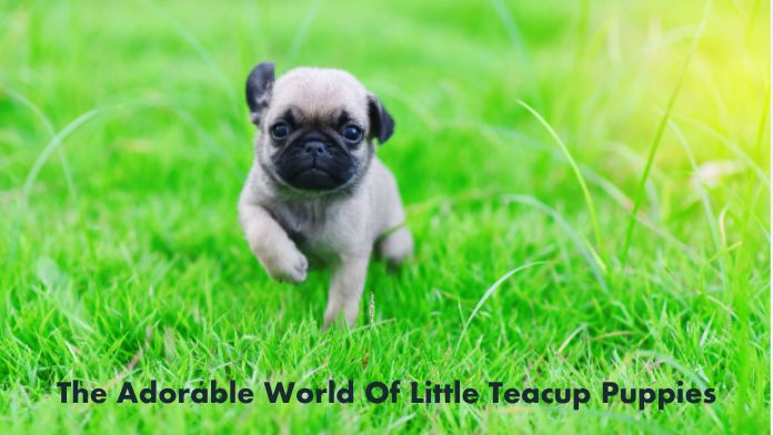 little-teacup-puppies