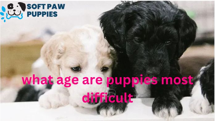 what age are puppies most difficult