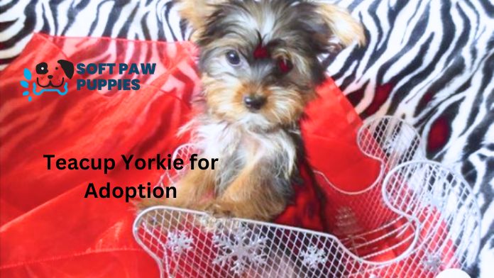 Teacup Yorkie for Adoption