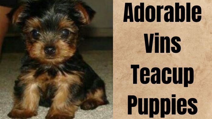 Adorable Vins Teacup Puppies : Find Your Perfect Companion