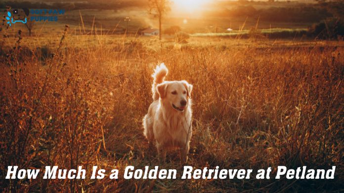 How Much Is a Golden Retriever at Petland