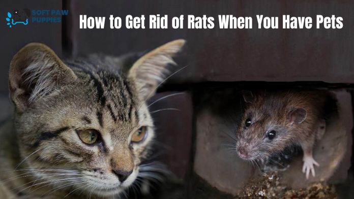 How to Get Rid of Rats When You Have Pets