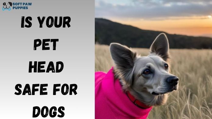 Is Your Pet Head Safe for Dogs