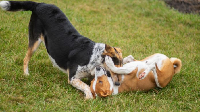 Male and Female Dogs Fight