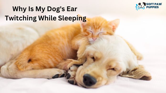 Why Is My Dog's Ear Twitching While Sleeping