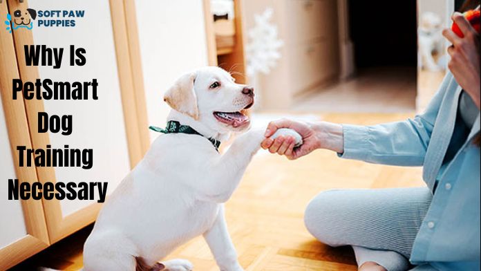 Why Is PetSmart Dog Training Necessary