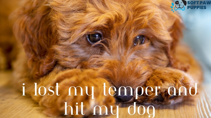 i lost my temper and hit my dog