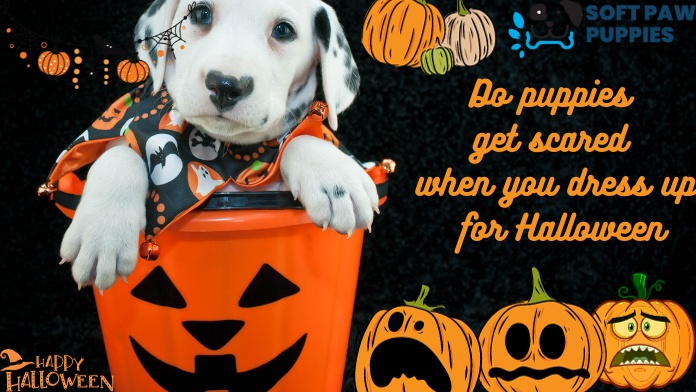 Do puppies get scared when you dress up for Halloween