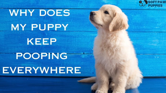 Why Does My Puppy Keep Pooping Everywhere: A Guide to Puppy Potty Training
