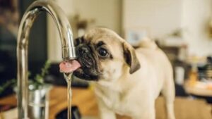 Can puppies drink tap water