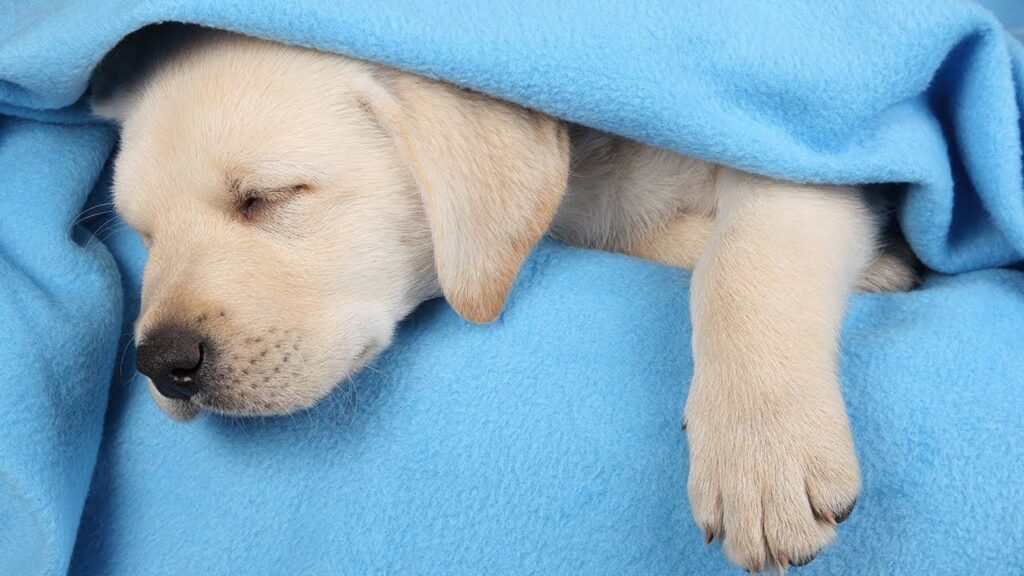 Factors Influencing Puppy Sleep