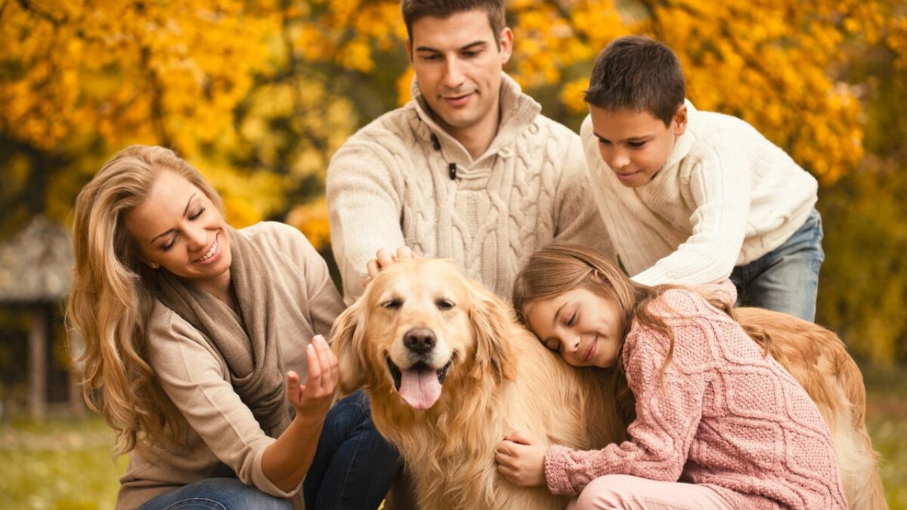 Good-natured Family Dogs