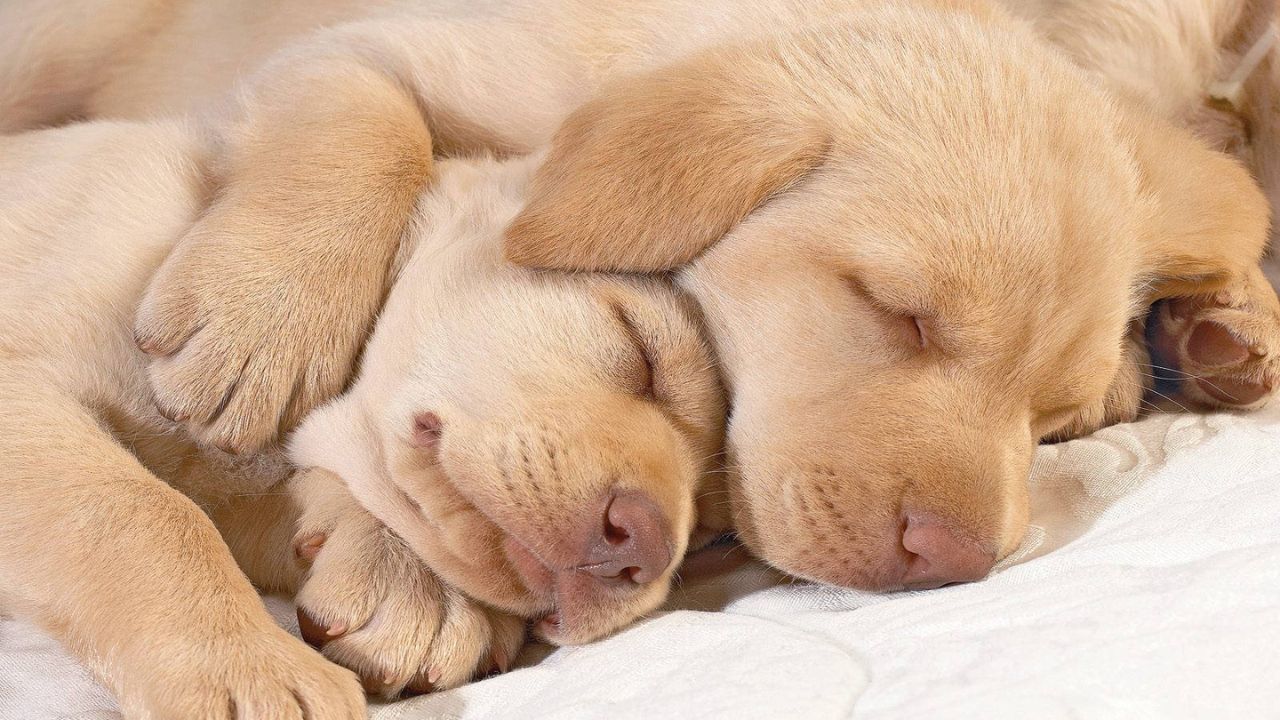 How Much Do Puppies Sleep a Day? Unraveling the Mystery