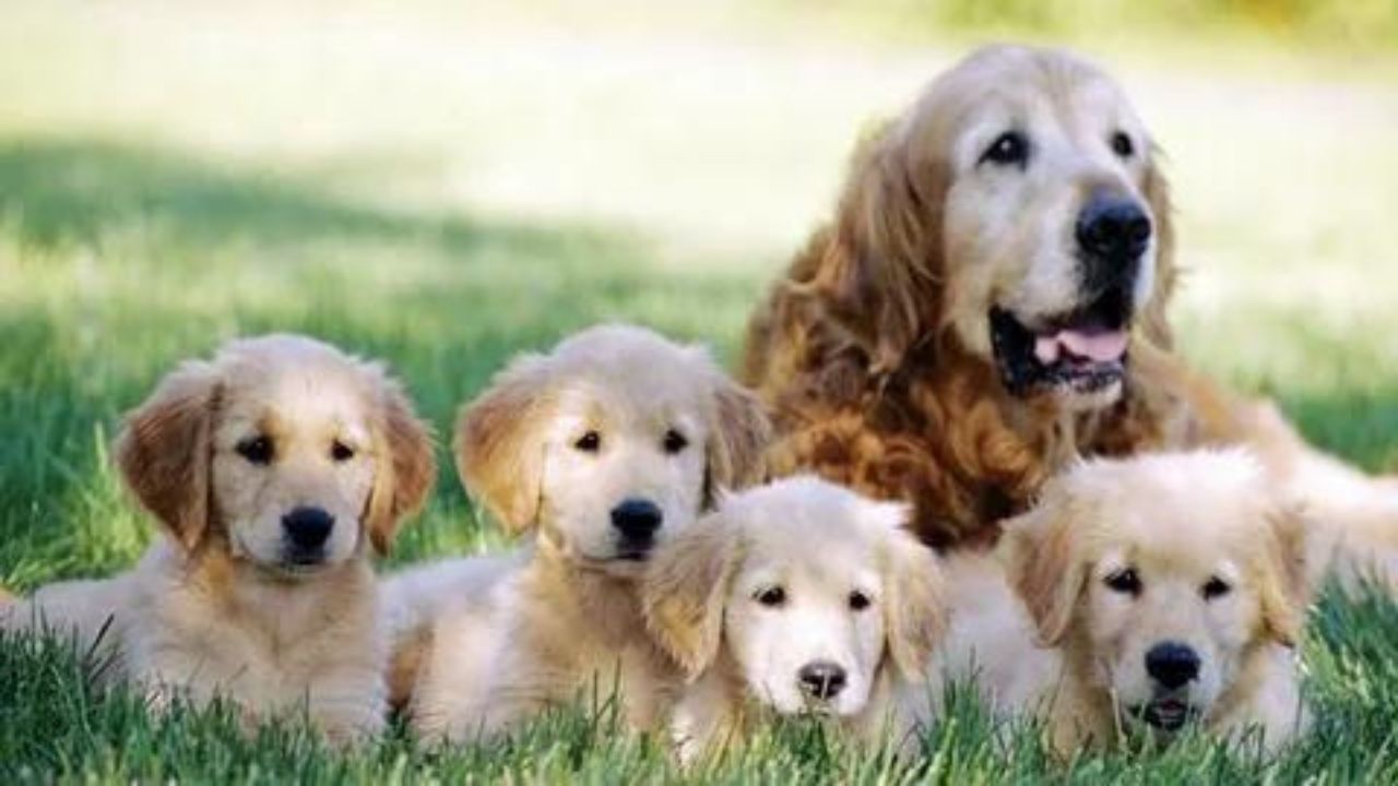 how-long-does-it-take-dogs-to-have-puppies