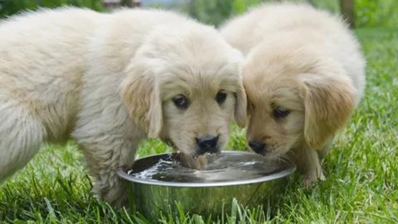 How Often Should Puppies Eat a Day