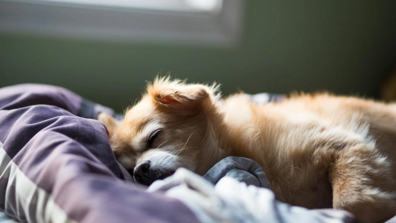 The Sleep Habits of Puppies: A Comprehensive Guide