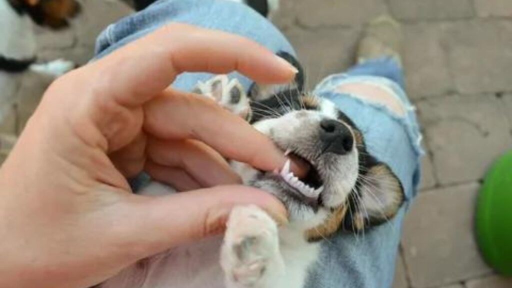 When do puppies get teeth