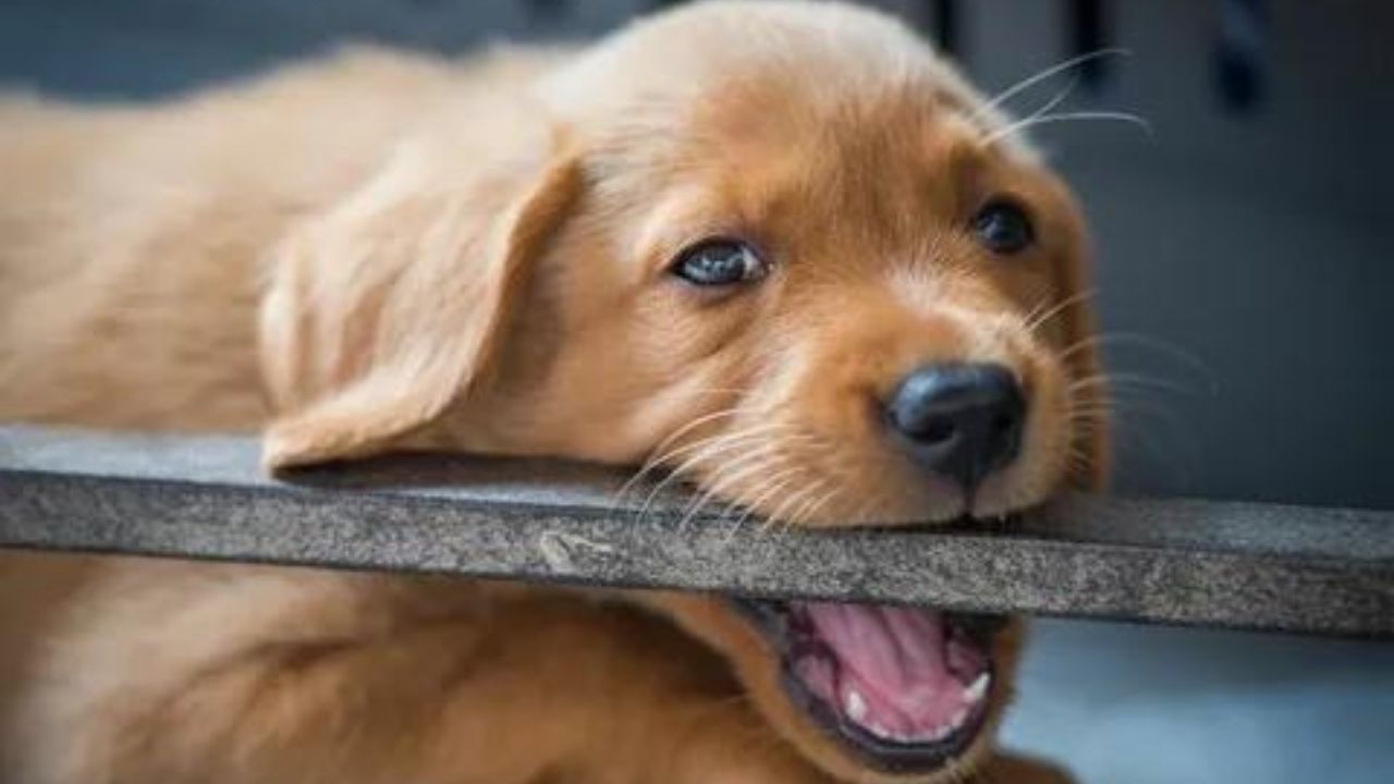 What To Give Teething Puppies