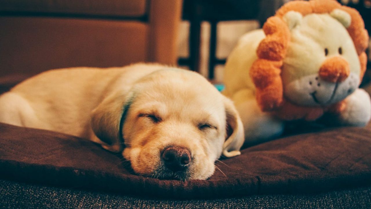 How Long Will Puppies Sleep at Night?
