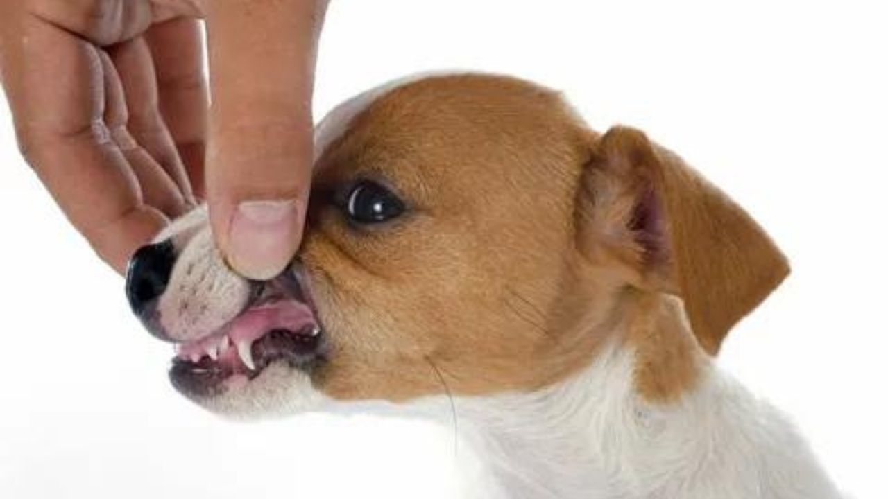 When do Puppies Get Teeth