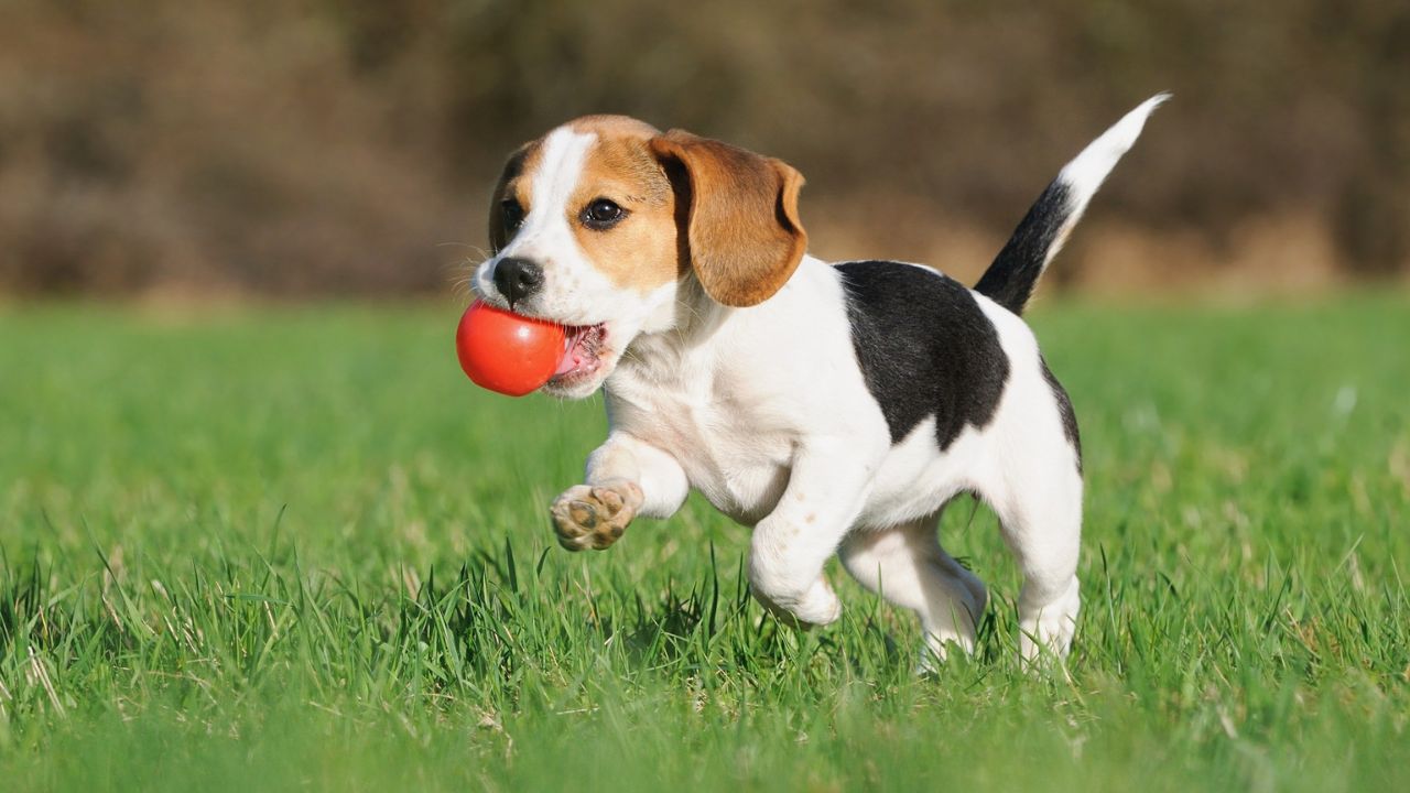 Easy To Train Small Puppies - Top Tips and Tricks 