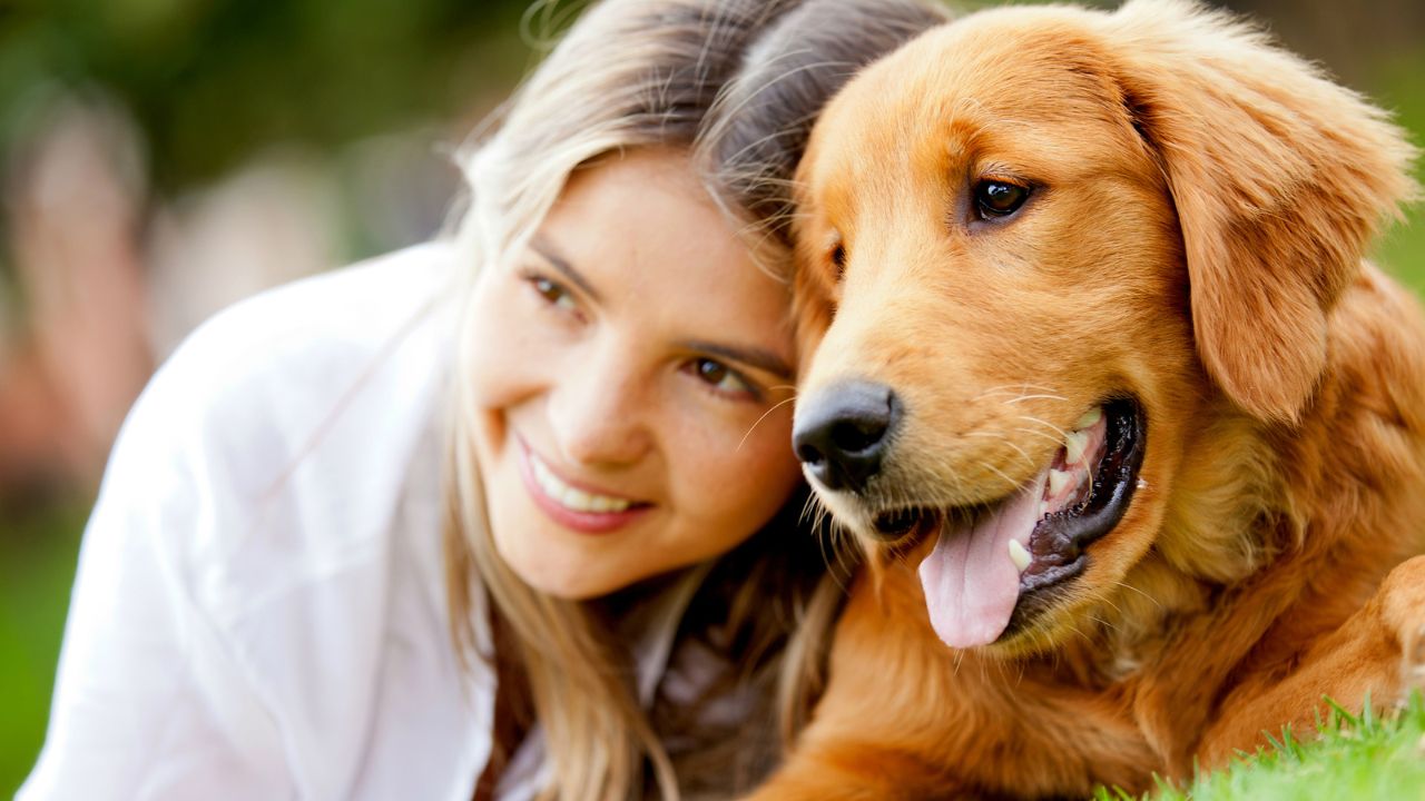 Friendly Lap Dog Breeds: Choosing the Perfect Companion