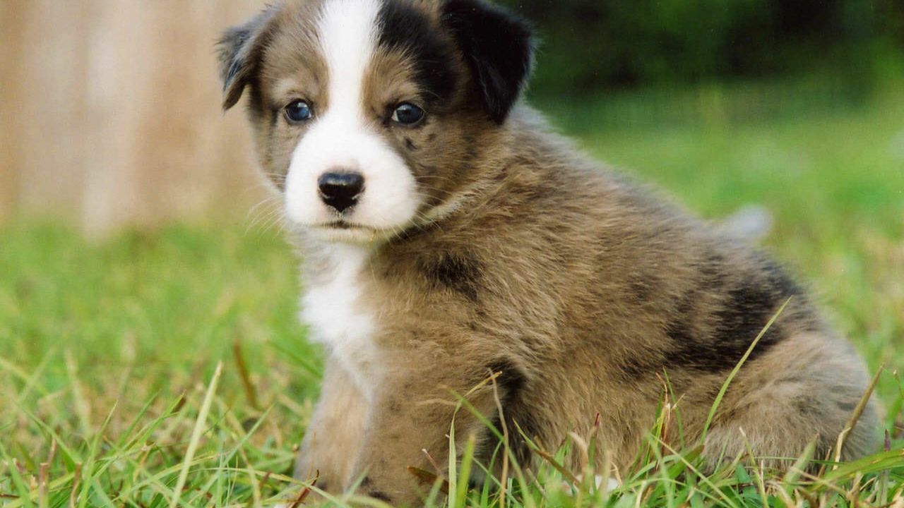 The Benefits of Home-Raised Small Breed Puppies 